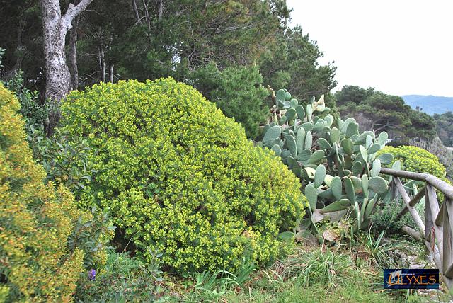 vegetazione mediterranea.JPG